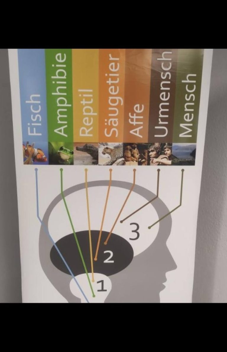 Stammhirn, lymbisches System, Neocortex, Verstand, Wissen, Flucht, Aktion, Reaktion, Evolution, Verknüfungen, Verschaltung, Gehirn, hochbegabt, 